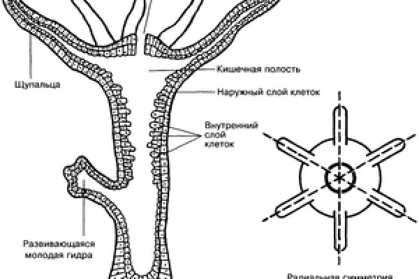 Кракен сайт в тор браузере ссылка