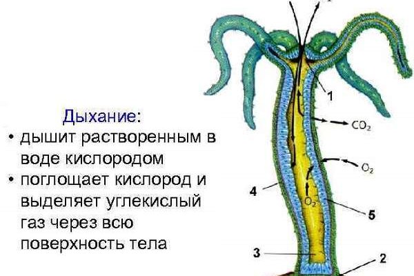 Кракен актуальные