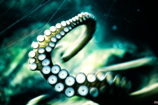 Ссылки зеркала на kraken